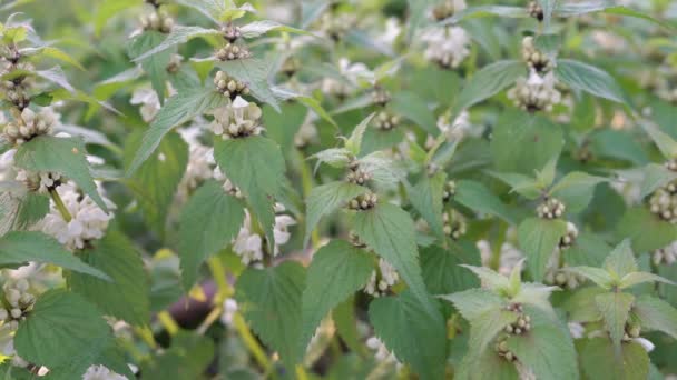 Ortica Bianca Fiorita Ortica Morta Pianta Erbacea Perenne Chiamata Ortica — Video Stock