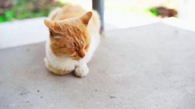 Gri beton zeminde oturan kızıl kedi. Şişko kırmızı beyaz kedi dinleniyor. Tatlı tüylü kedi yavrusu evde uyuyor. Büyük kırmızı bir kedi güzel bir şekilde yatar, etrafına bakar ve gözlerini kapatır.