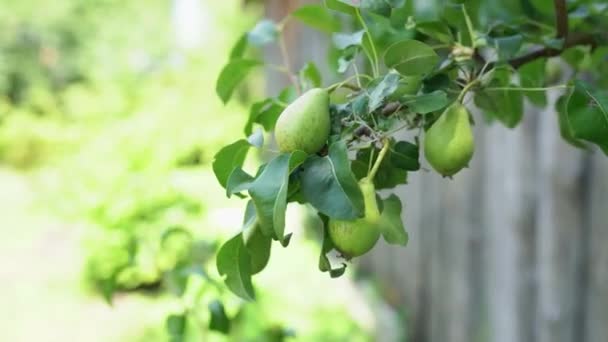 Körtefák Zöld Gyümölccsel Telve Ágaskodnak Egy Gyümölcsösben Napon Szerves Körte — Stock videók