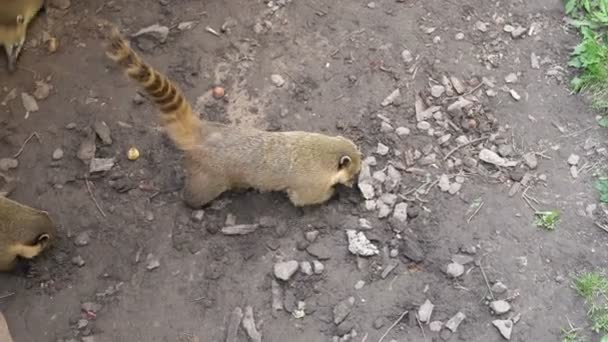 面白い南米のリングテールCoati ナシュアは動物園の親戚の群れの間で地面を掘ります メキシコではコアティマンディとしても知られるタヌキのような長い縞模様の尾をした野生動物 — ストック動画