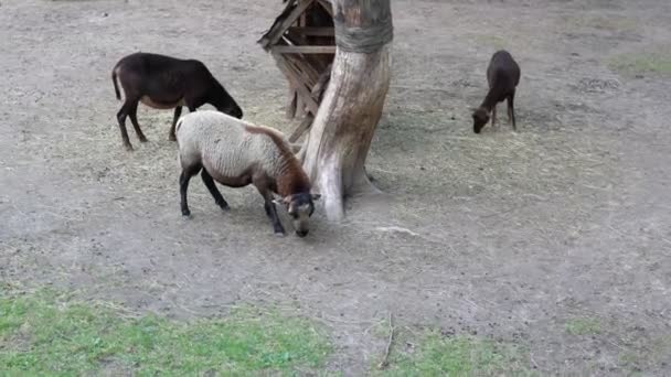 田舎のフィーダーの近くの地面から残りの干し草を食べる現在 角のないラムと羊 羊の繁殖 ハンプシャーの羊が木の下の砂の地面に群がって — ストック動画