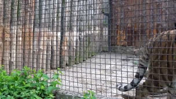 Belo Tigre Gaiola Zoológico Grande Gato Listrado Tigre Anda Para — Vídeo de Stock