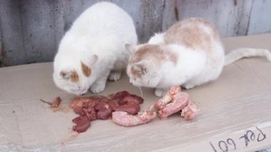 İki beyaz evsiz kedi dışarıda karton bir kutuda tavuk sakatatı yiyorlar. Kediyi çiğ ciğer ve boyunla besliyor. Kişi ve kedi yavrusu arasında yardım. Hayvanlara insan yardımı. Hayvanlara insancıl muamele