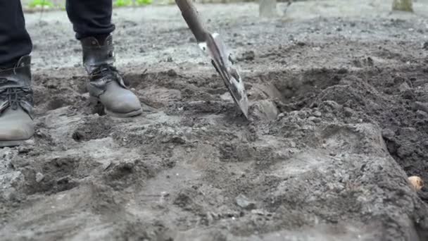 Hombre Agricultor Botas Plantando Patatas Hombre Cava Suelo Con Una — Vídeos de Stock