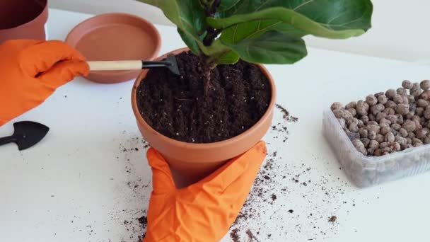 Woman Hands Gloves Transplanting Plant New Pot Home Care Plant — Stock Video