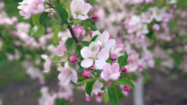 Красивые Бело Розовые Весенние Цветы Яблони Цветут Крупным Планом Весеннее — стоковое видео