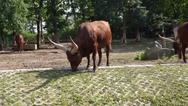 Uzun Boynuzlu Ankole Watusi Inek Otlaması Arka Plandaki Diğer Hayvanlar — Stok video