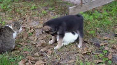 Siyah minik köpek yavrusu, yetişkin bir kedinin gözetiminde bahçede küçük bir kediyle oynuyor. Şirin bir köpek arkadaşını ısırıyor, o da karşılık veriyor, tırmalıyor ve kaçıyor. Evcil hayvanlar dışarıda çimenlerde oynarlar.
