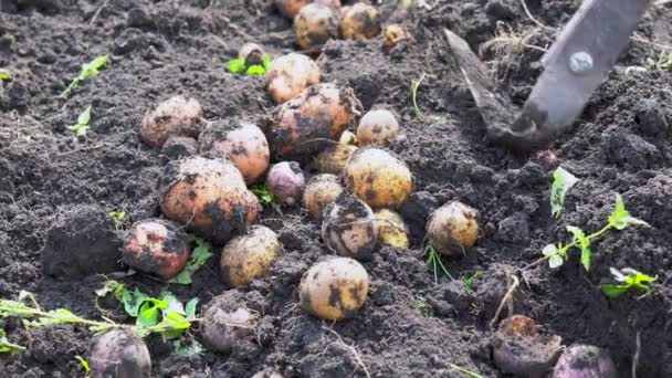 Fazendeiro Usando Uma Enxada Jardim Cava Batatas Chão Dia Ensolarado — Vídeo de Stock