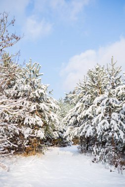 Bir kar fırtınası sırasında doğada karla kaplı çam ormanı. Güzel güneşli bir gün
