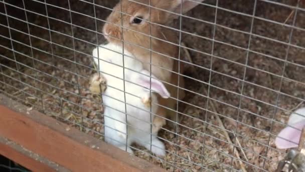 農場でのウサギの繁殖と給餌 動物飼育 白と茶色のふわふわのウサギがケージの屋外を通って見えます 女の子の手は晴れた夏の日に格子の棒を介してペットに草を供給します — ストック動画