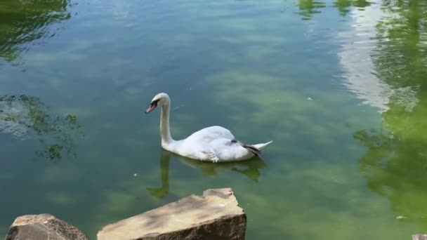 Hermoso Cisne Blanco Superficie Del Estanque Con Pata Extendida Majestuoso — Vídeos de Stock