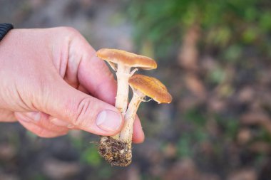 Adam kökünden mantar mantarı tutuyor. Sonbahar, mantar toplama zamanı, ormanda yürüyüş.