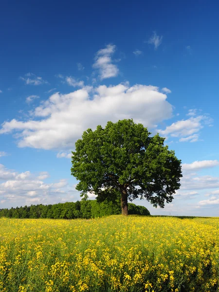 Één boom op koolzaad veld — Stockfoto