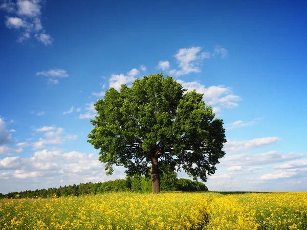 Single tree on rapeseed field Stock Image