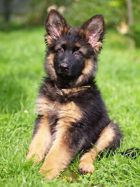 Cucciolo di cane pastore tedesco dai capelli lunghi — Foto Stock