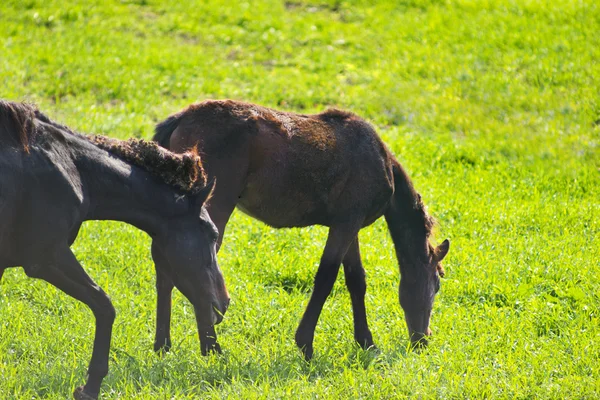 Horse eating grass with coat on a green grass