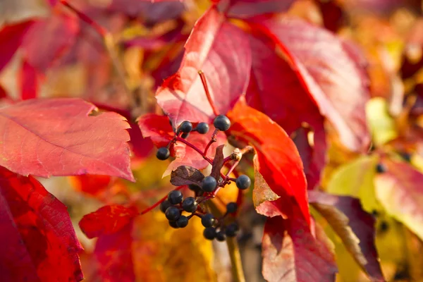 parlak kırmızı bir avuç gökyüzü ve bulanık yaprakları yaprakları.