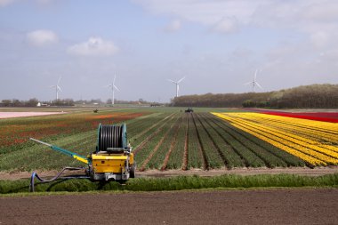 Hollanda tarım