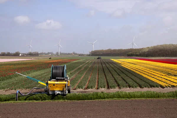 Rolnictwo w Holandii — Zdjęcie stockowe