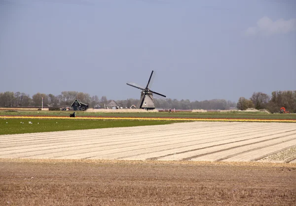 Agricultura em Holanda — Fotografia de Stock