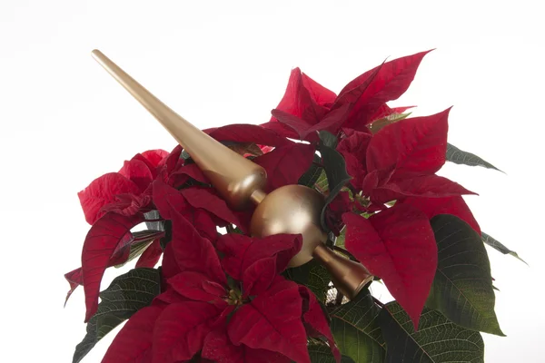 Poinsettia — Stock Photo, Image