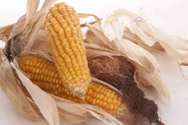 Mais and popcorn — Stock Photo, Image