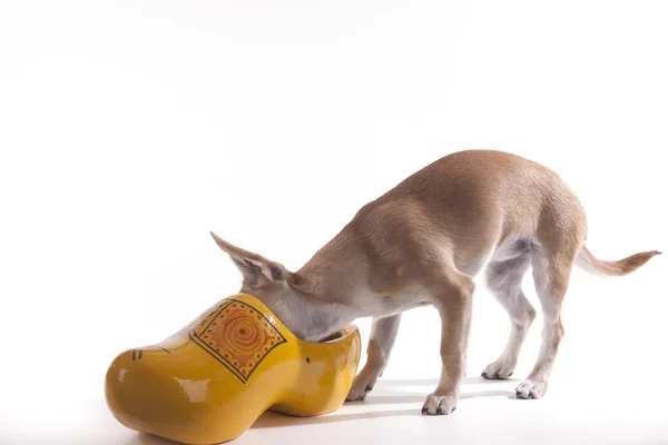 Chihuahua — Stockfoto