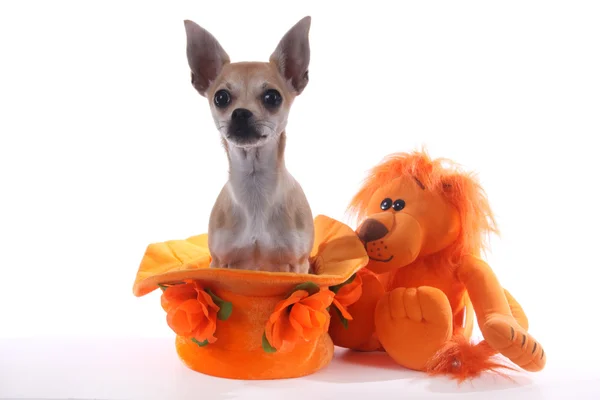 Chihuahua — Stockfoto