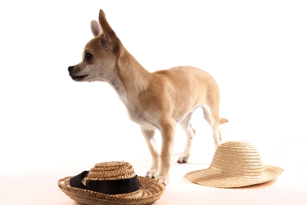 Chihuahua — Stock Photo, Image