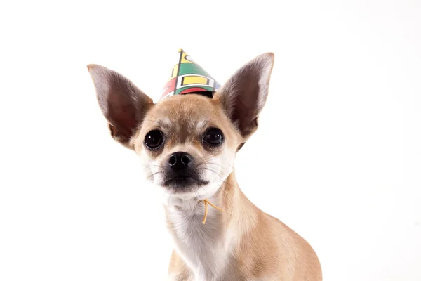 Chihuahua — Stockfoto