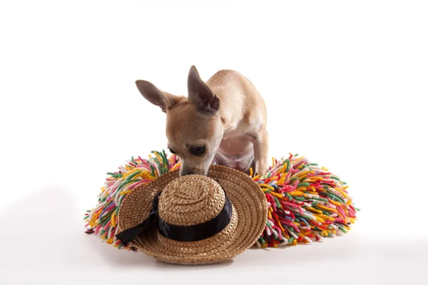 Chihuahua — Stock Photo, Image