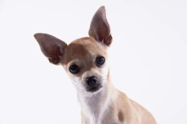 Chihuahua — Foto Stock