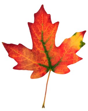 Sonbahar Yaprağı
