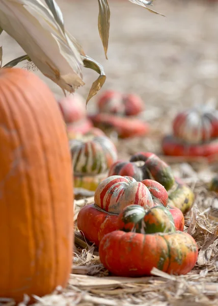 Pumpkin patch — Stockfoto