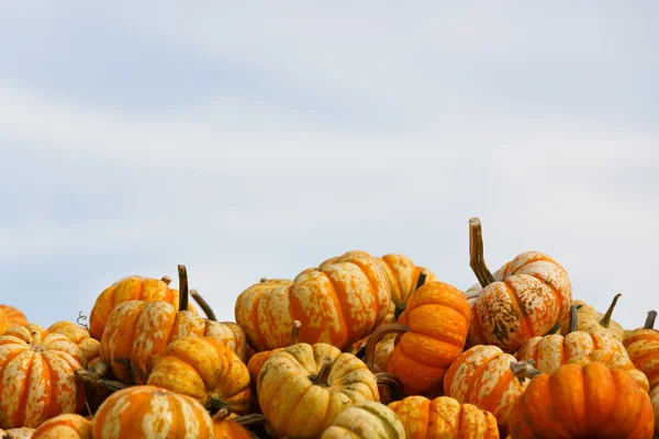 Pumpkins — Stock Photo, Image