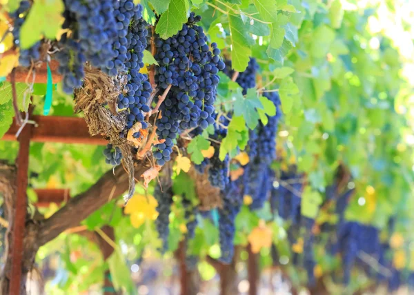 Виноград — стоковое фото