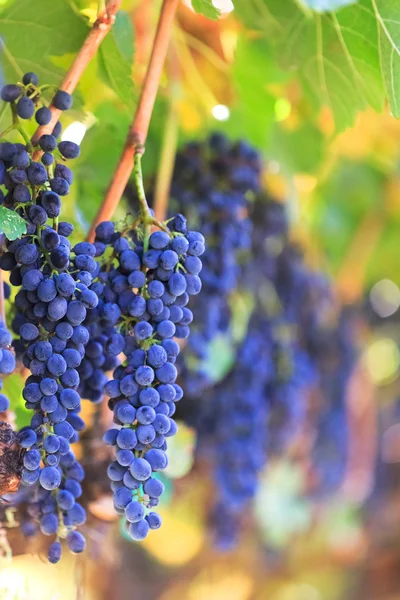 Vinné hrozny — Stock fotografie