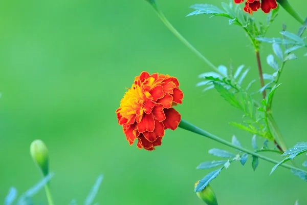 Flor — Fotografia de Stock