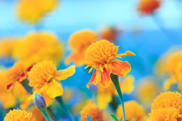 Flores — Fotografia de Stock