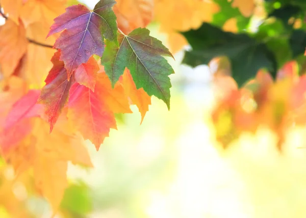 Podzim — Stock fotografie