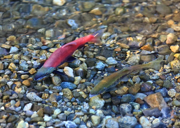 Salmón de desove — Foto de Stock