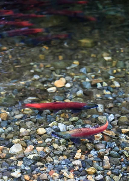 Salmón de desove —  Fotos de Stock