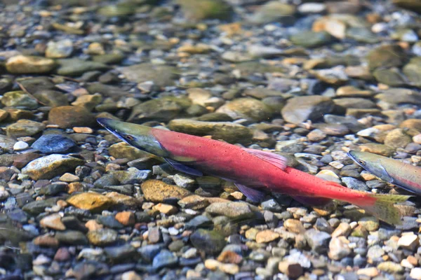 Salmão de desova — Fotografia de Stock