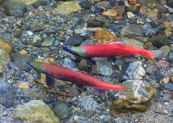 Salmão de desova — Fotografia de Stock