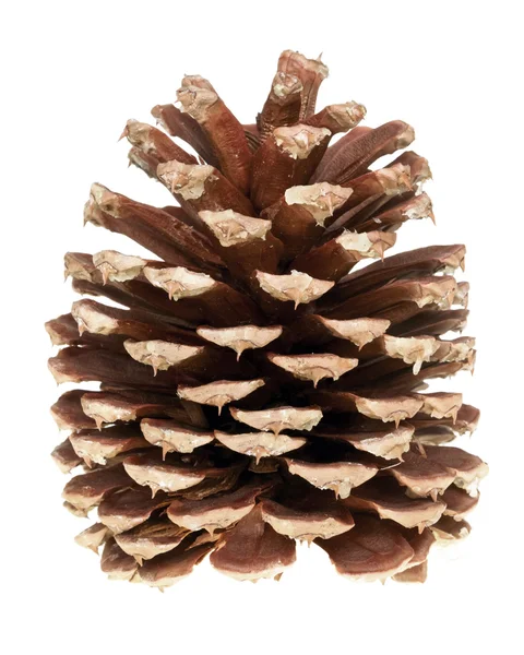 Pine cone — Stock Photo, Image