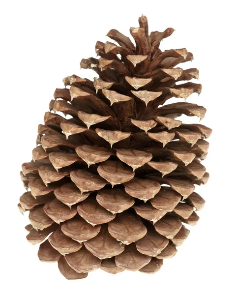 Pine cone — Stock Photo, Image