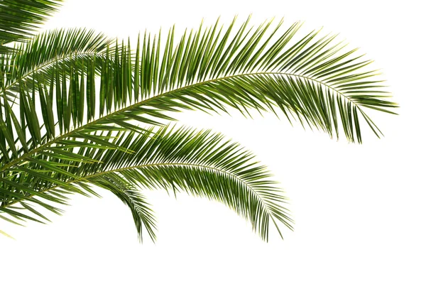 Palm tree leaves — Stock Photo, Image