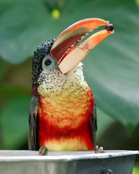 Rainforest bird — Stock Photo, Image