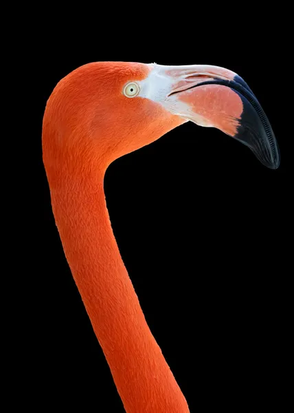 Flamingo — Stock Photo, Image